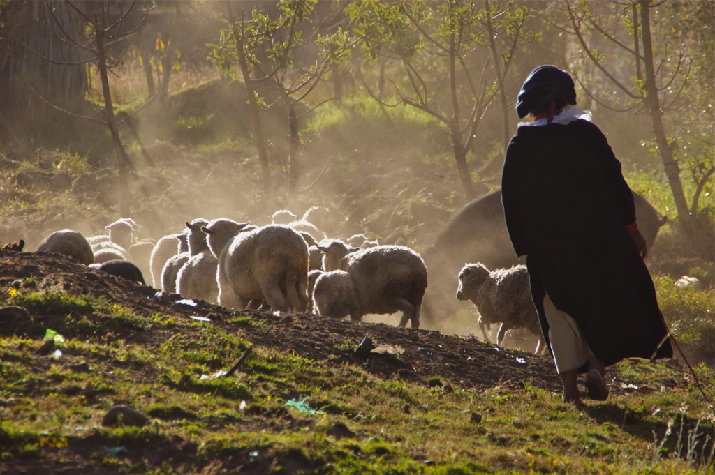 pastora con ovejas